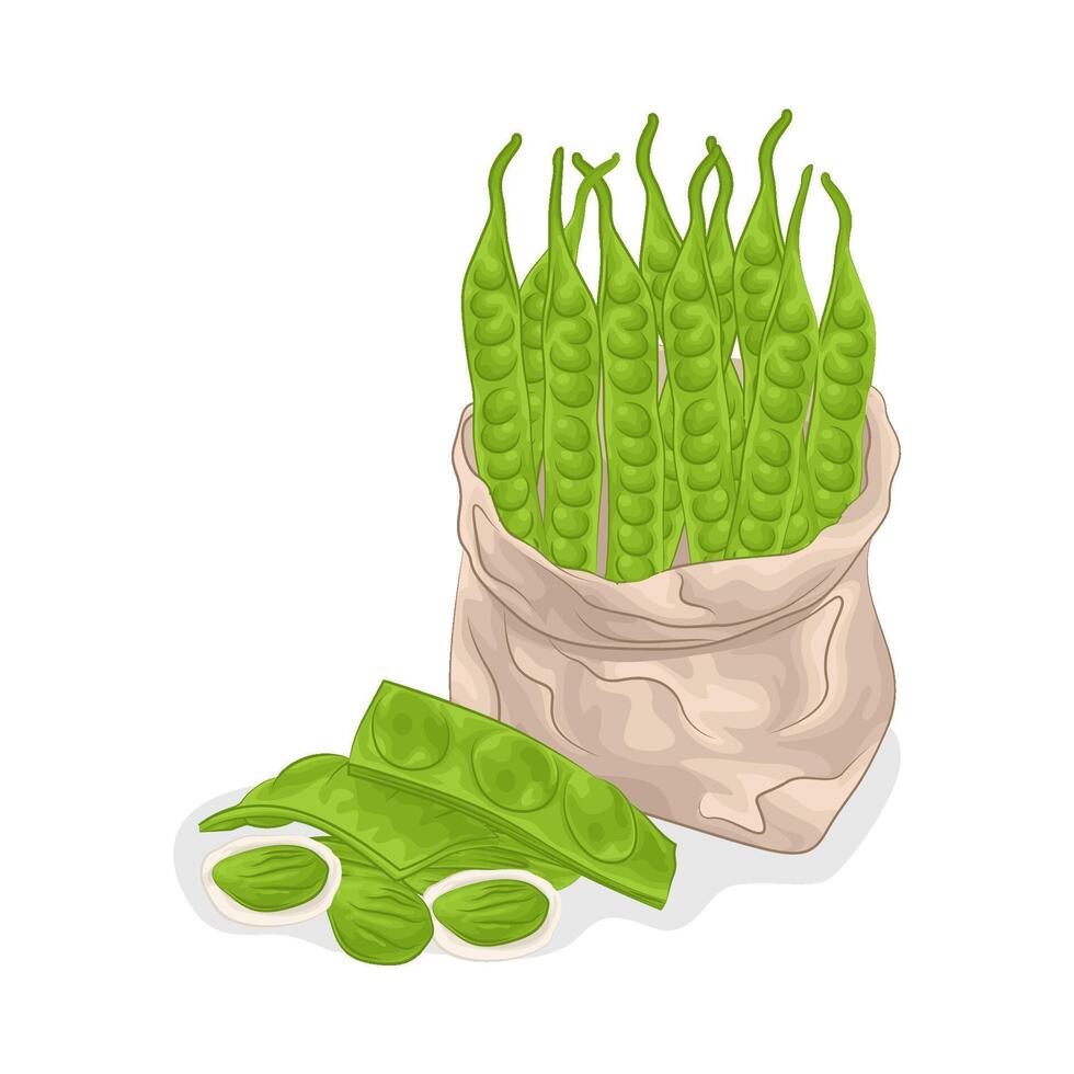 Illustration of vegetable petai vector