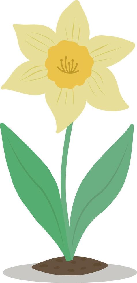 The narcissus flower is highlighted on a white background. Vector bright artistic illustration. Easter illustration.