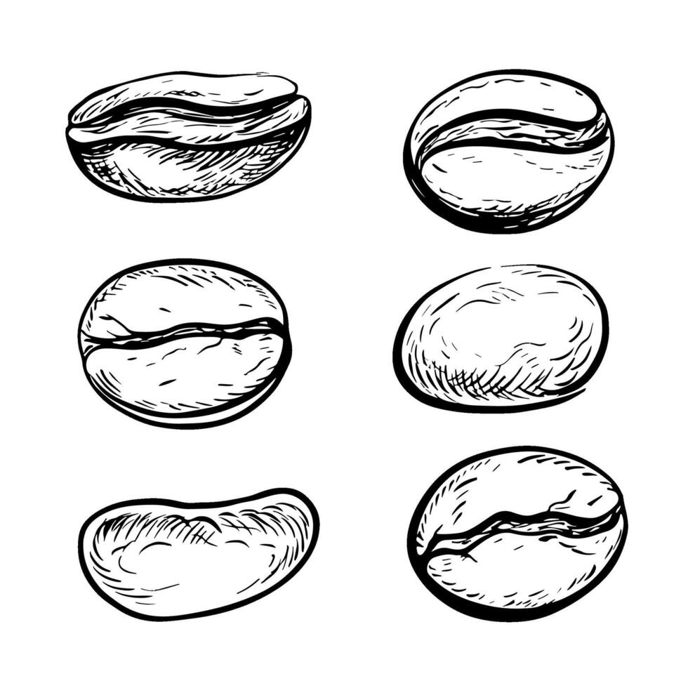 Coffee beans, clip art of black and white vector illustration. For packaging, logos and labels. For banners, flyers, menus and posters.