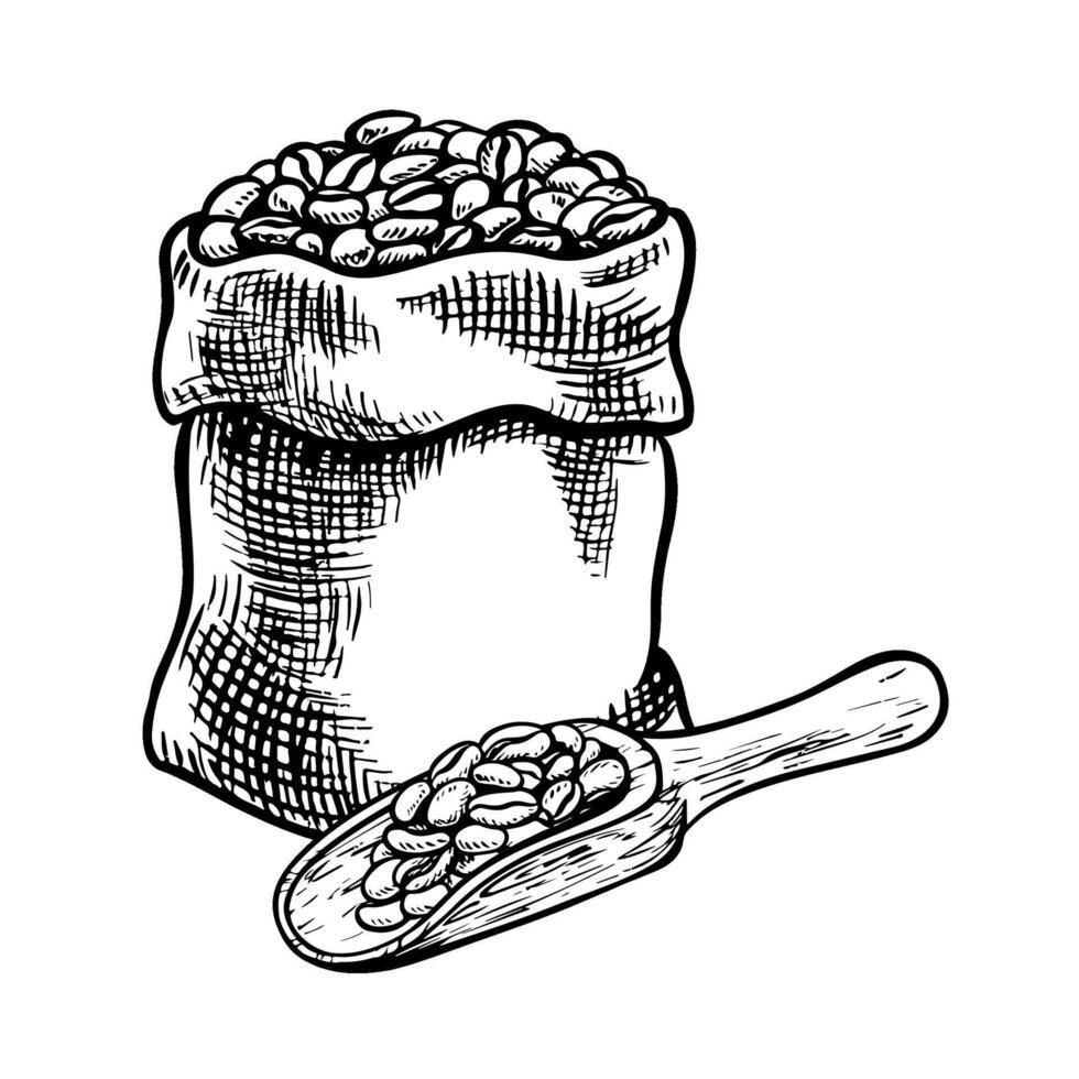 A canvas bag with coffee beans, a wooden spoon with coffee fruits. The vector black and white illustration is hand-drawn. For printing, menus, postcards and packages. For banners, flyers and posters.