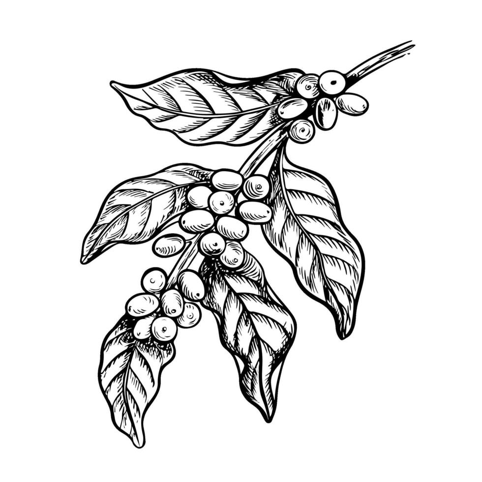 A branch of a coffee tree, black and white vector graphics, hand-drawn. For banners, flyers and menus. For packaging, labels and postcards.