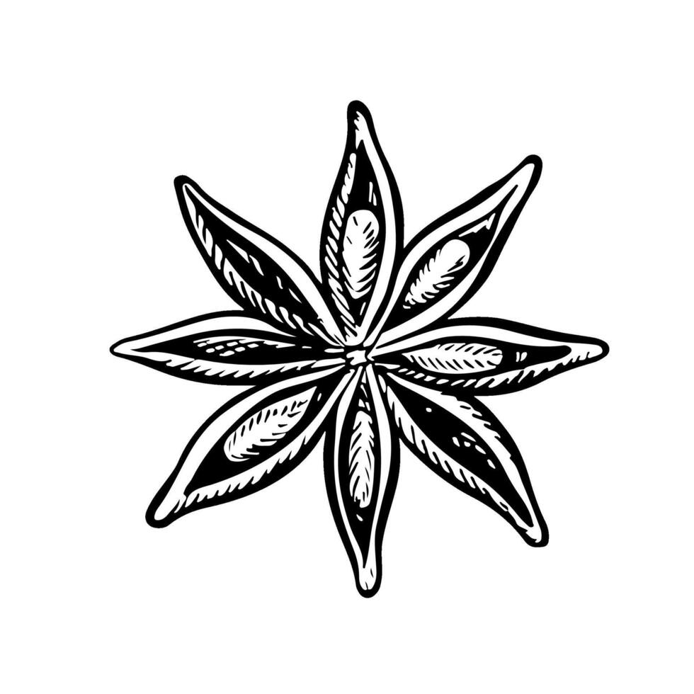 Star anise hand drawn vector illustration, badian, herbal aroma, kitchen spice. Anise stars aromatic hot spices, ink sketch in doodle cartoon style isolated on white background, pen on paper.