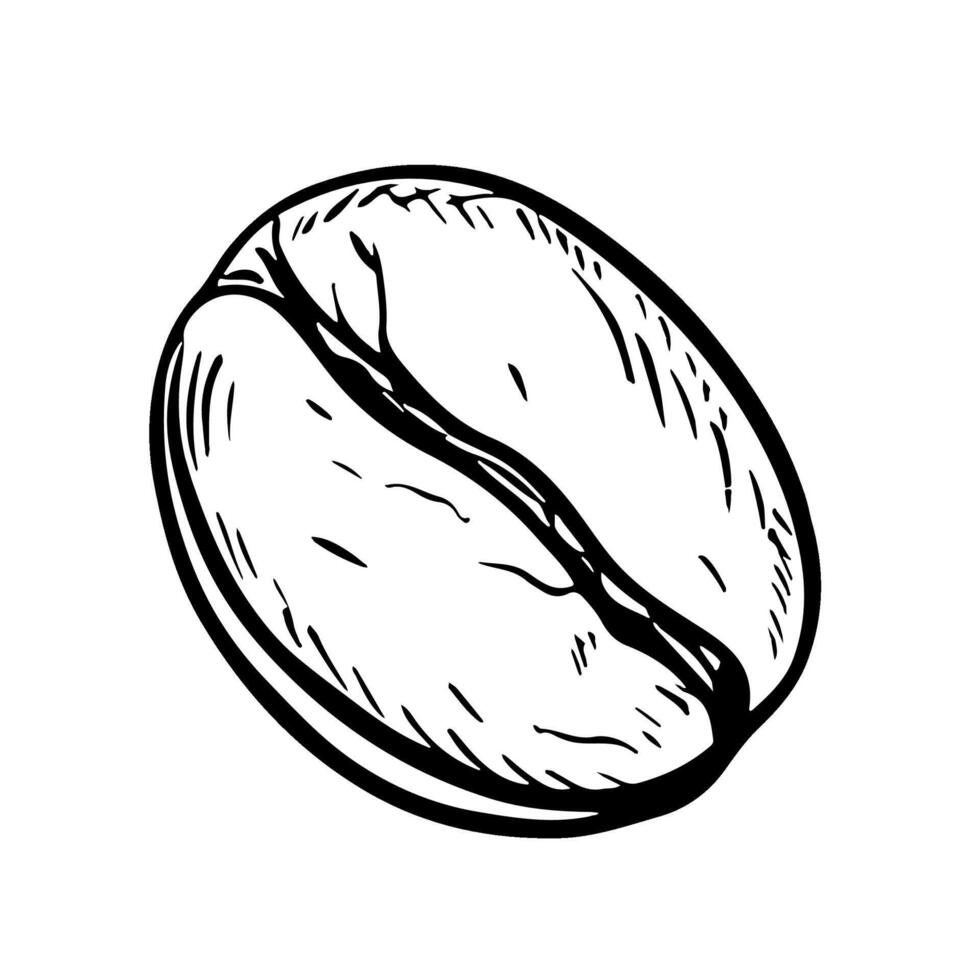 Coffee bean, black and white vector illustration. For packaging, logos and labels. For banners, flyers, menus and posters.