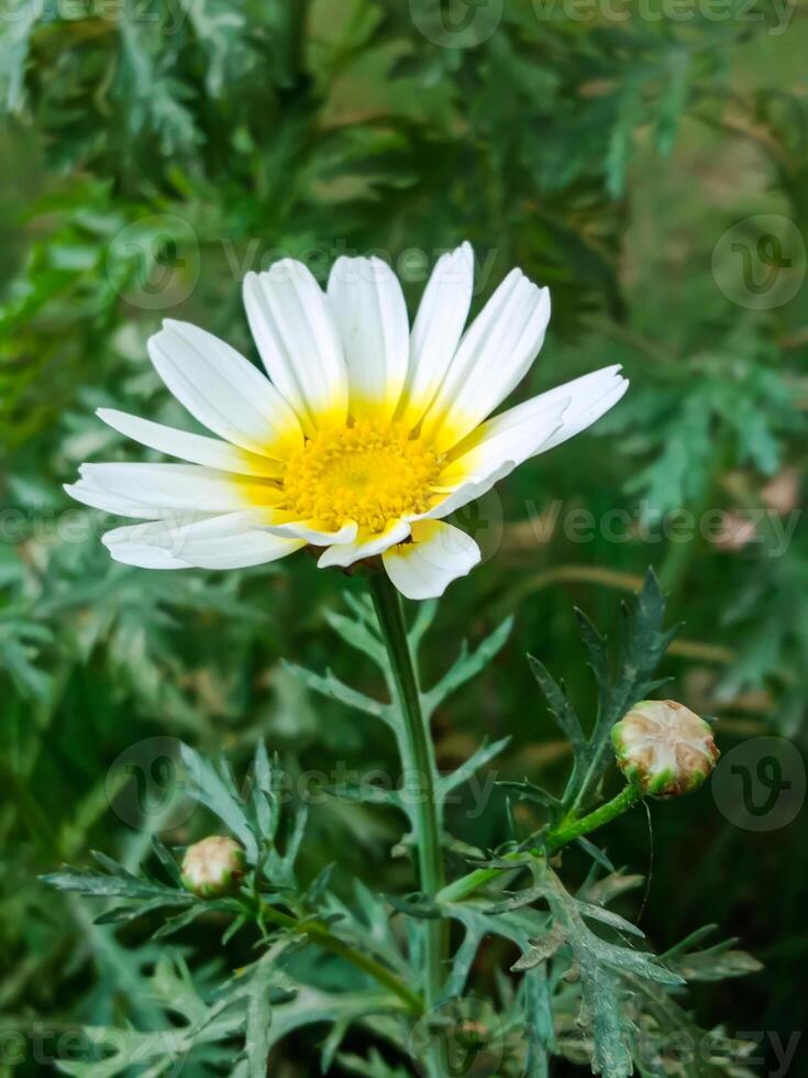 A beautiful daisy and camomile flower plant side view closeup details photo