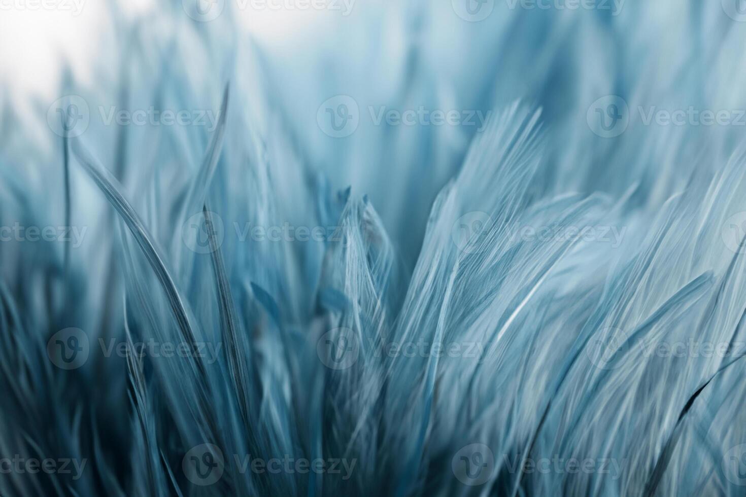 Blurred, soft blue chicken feathers for the background. photo