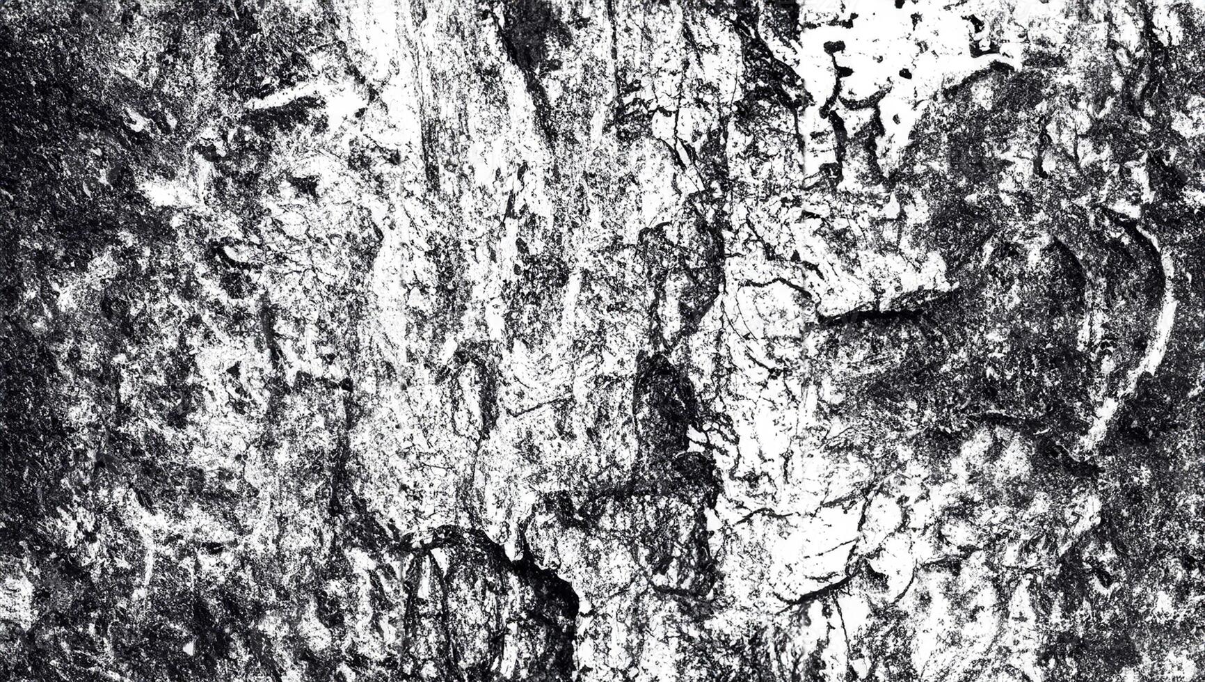 Natural Beauty, Textured Bark Close Up photo