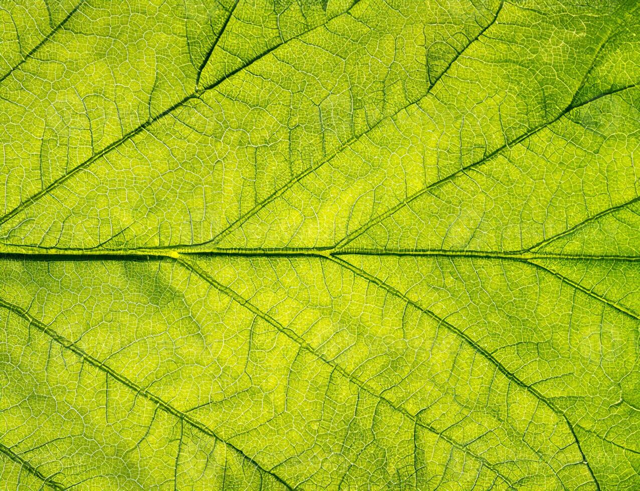 Macro Shot of Leaf Texture, Natural Eco Background. photo