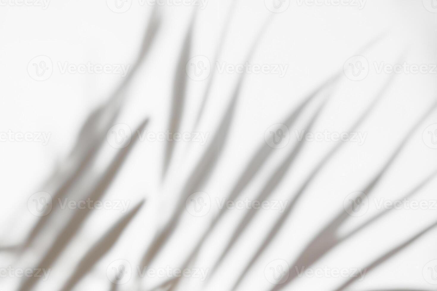 Tropical Elegance, Abstract White Background with Palm or Monstera Leaf Shadow, Gray Overlay, and Copy Space for Mockup photo