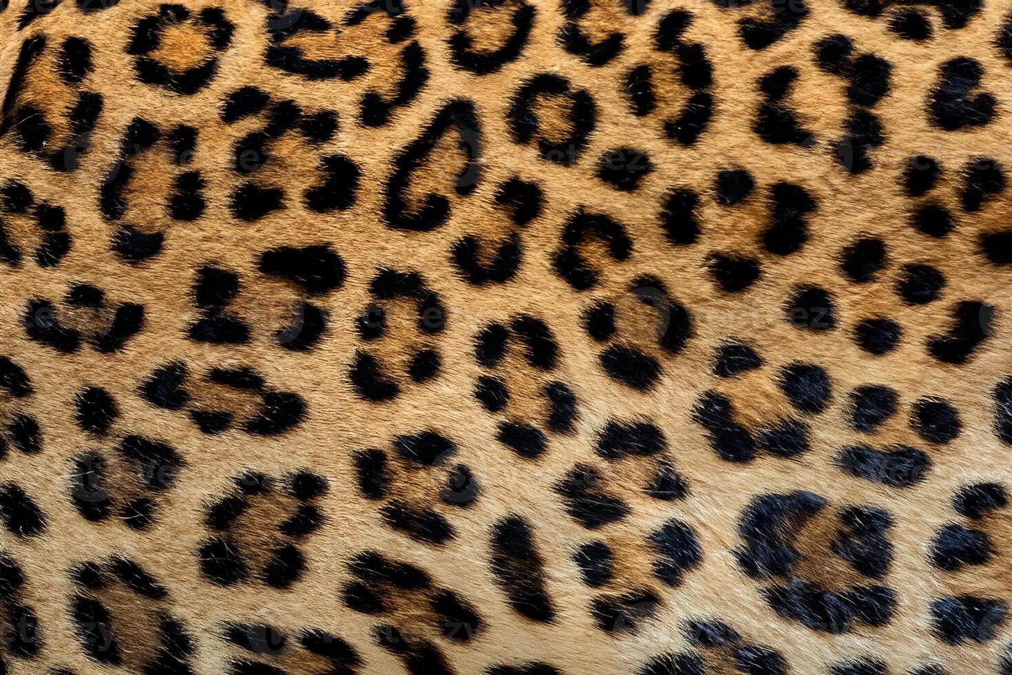 Close Up, Exquisite Leopard Fur Texture. photo