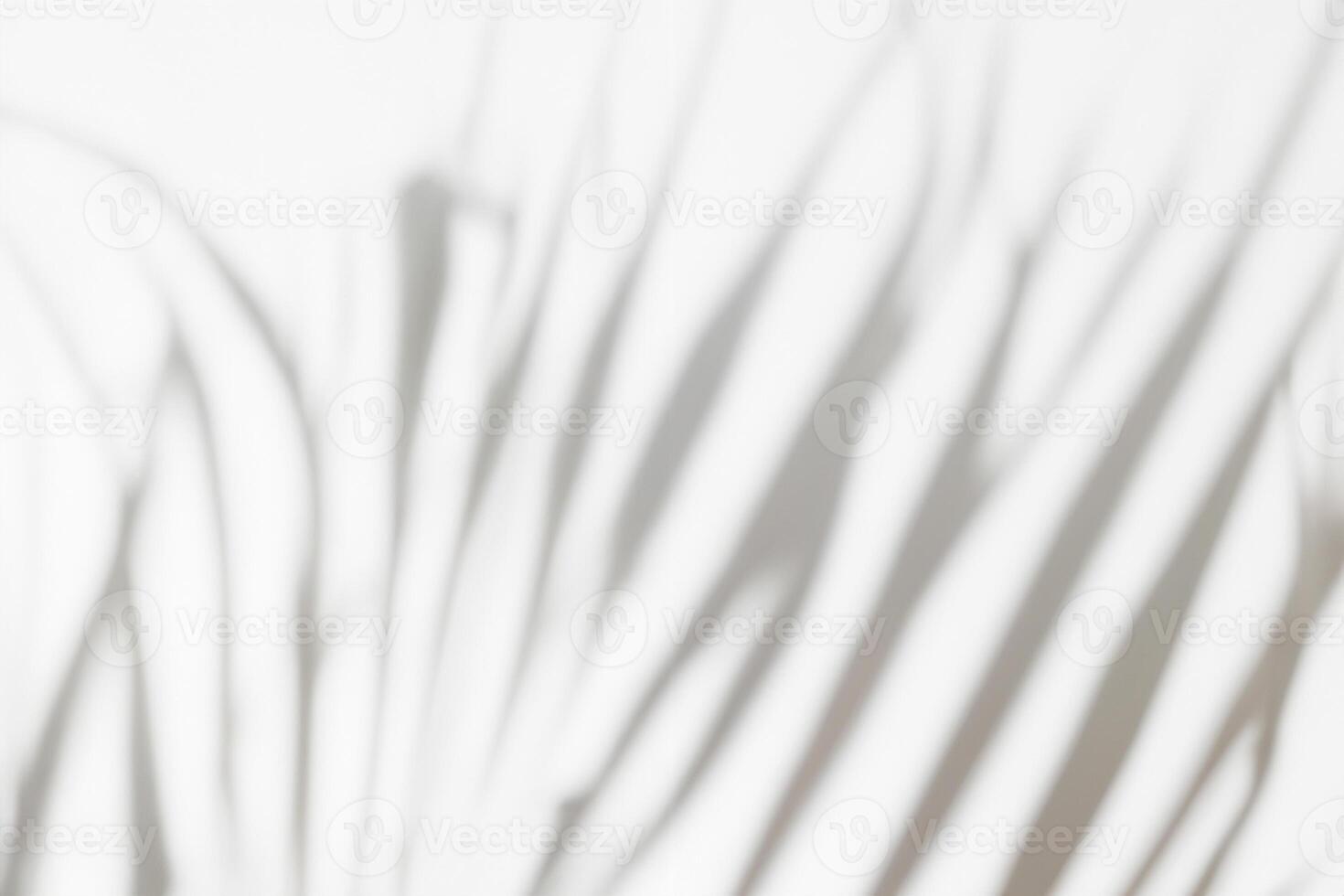 Tropical Elegance, Abstract White Background with Palm or Monstera Leaf Shadow, Gray Overlay, and Copy Space for Mockup photo