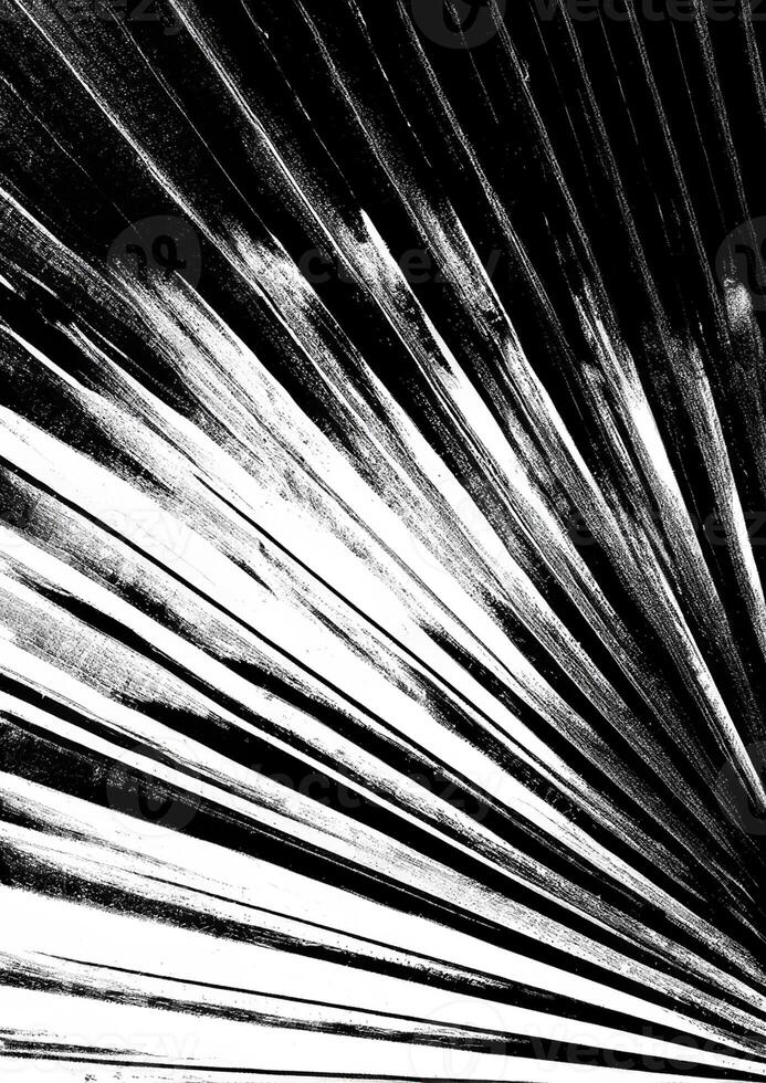 Monochrome Leaf Texture photo