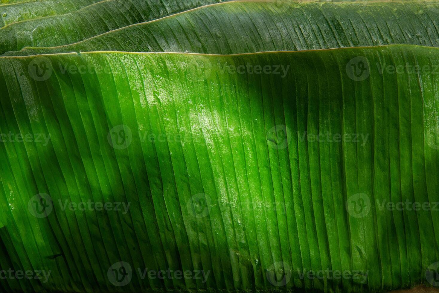 Vibrant Macro Shot, Banana Leaf in Focus. photo