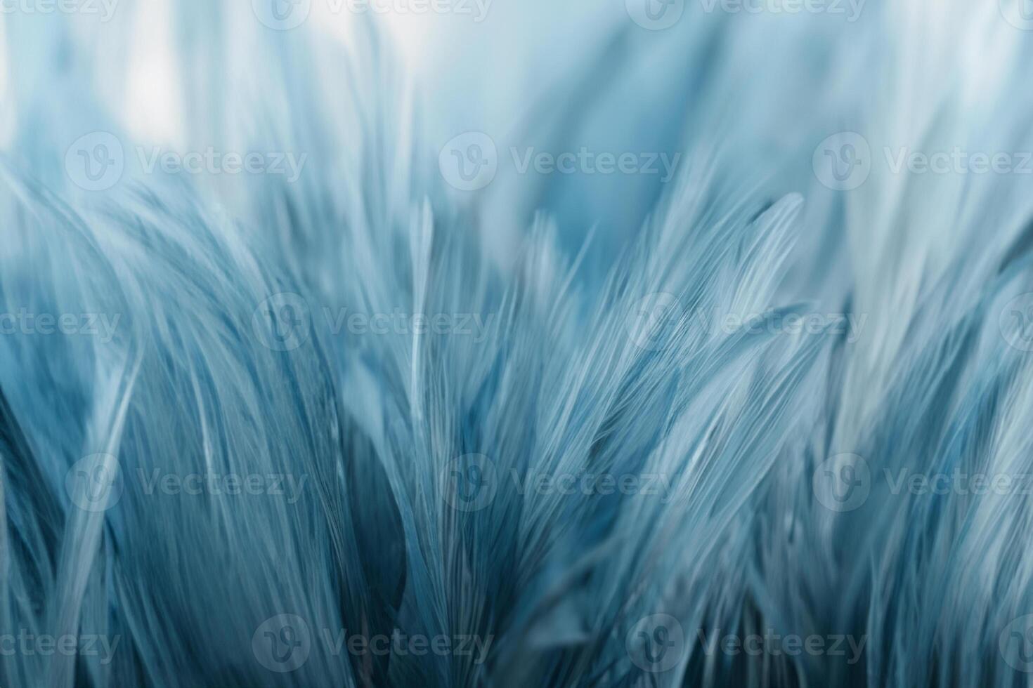 Blurred, soft blue chicken feathers for the background. photo