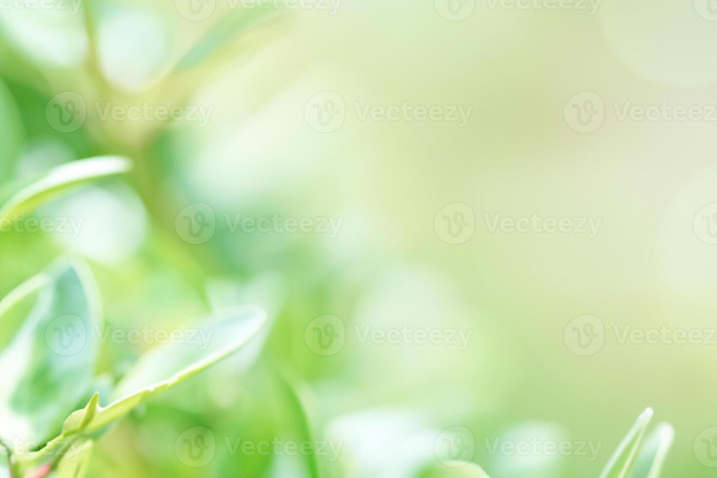 Ecological Serenity, Refreshing Green Leaves in Blurred Background. photo