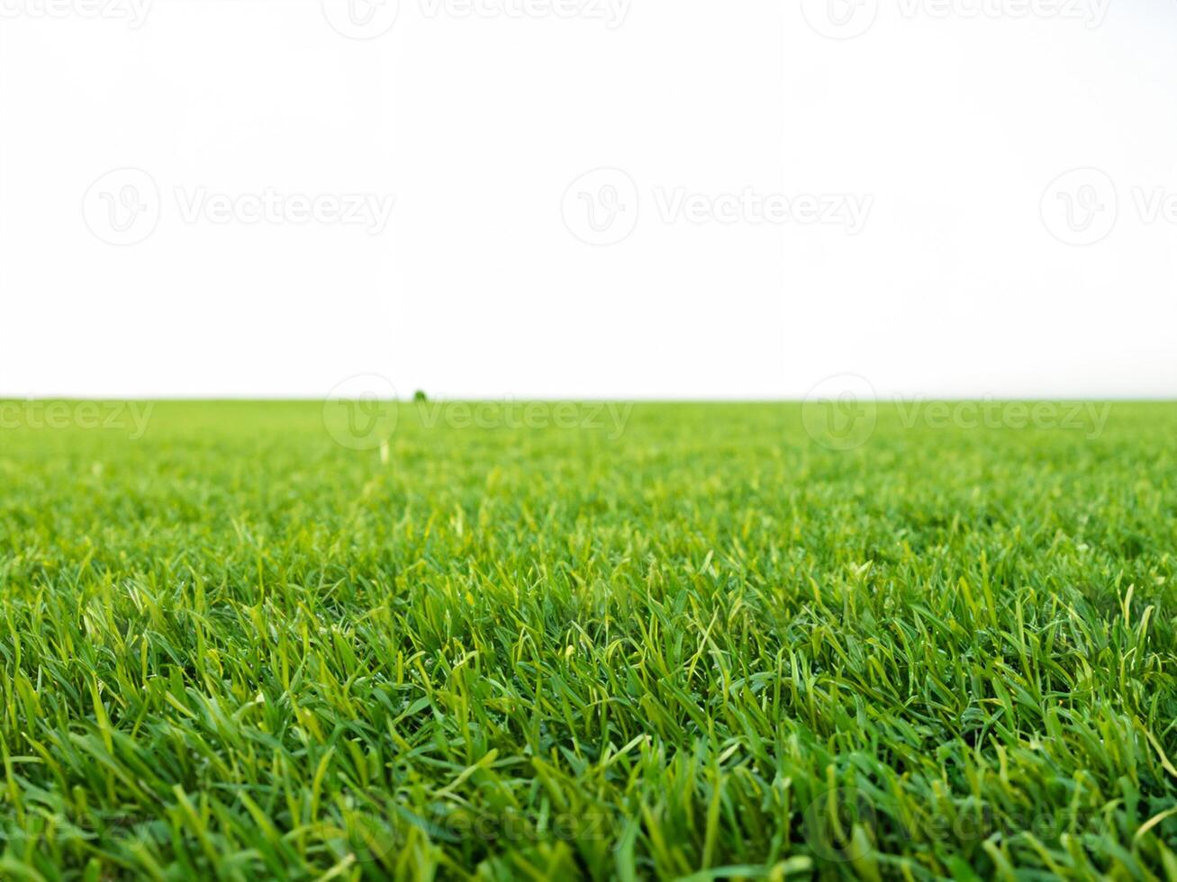 vibrante verde césped en limpiar blanco antecedentes foto