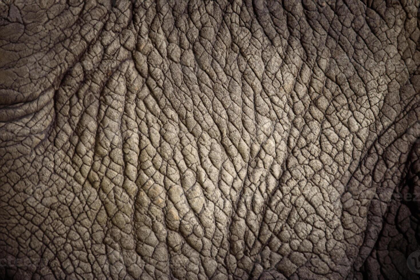 Rhino Skin, Close Up Texture Background. photo