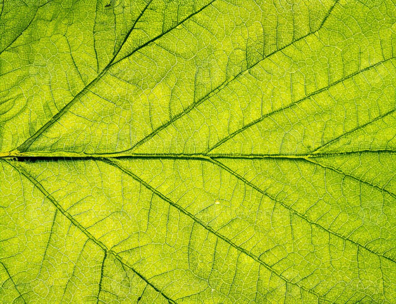 Macro Shot of Leaf Texture, Natural Eco Background. photo