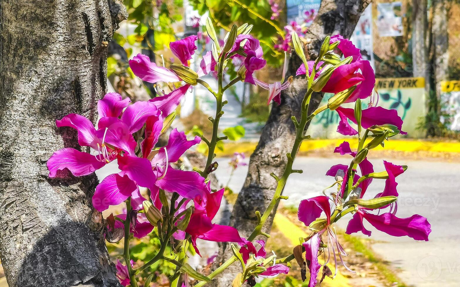 Pink red purple flowers plants in tropical forest nature Mexico. photo