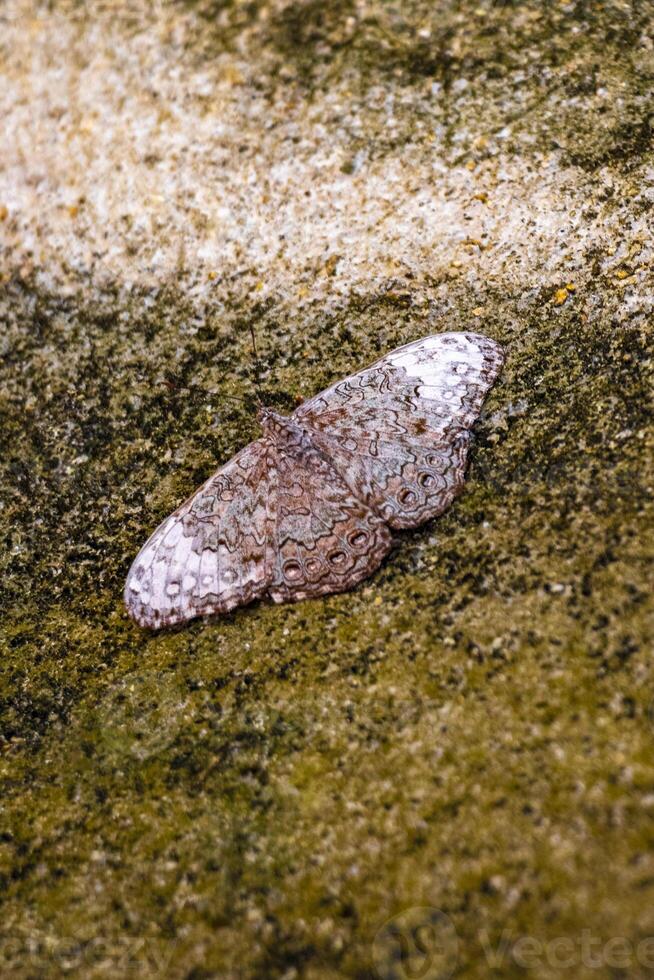 Beautiful brown grey silver butterfly insect on rock wall Mexico. photo