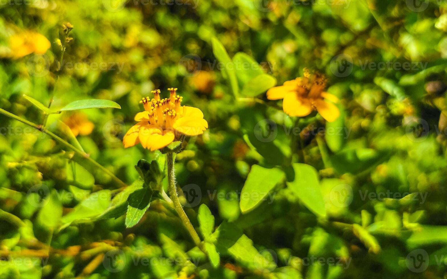 hermosas flores y plantas tropicales amarillas en méxico. foto