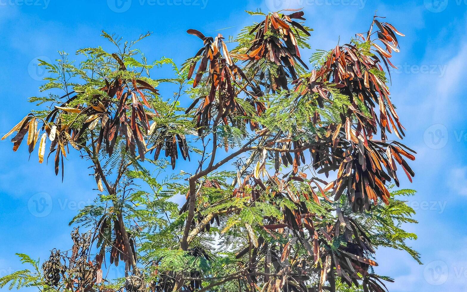 Red Guaje tree plant with seed beans bean pod pods. photo