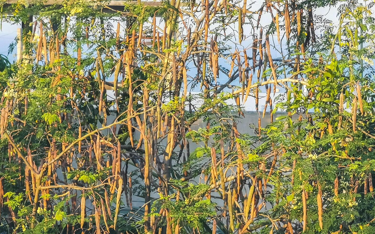 Seeds and blossoms moringa tree on green tree in Mexico. photo