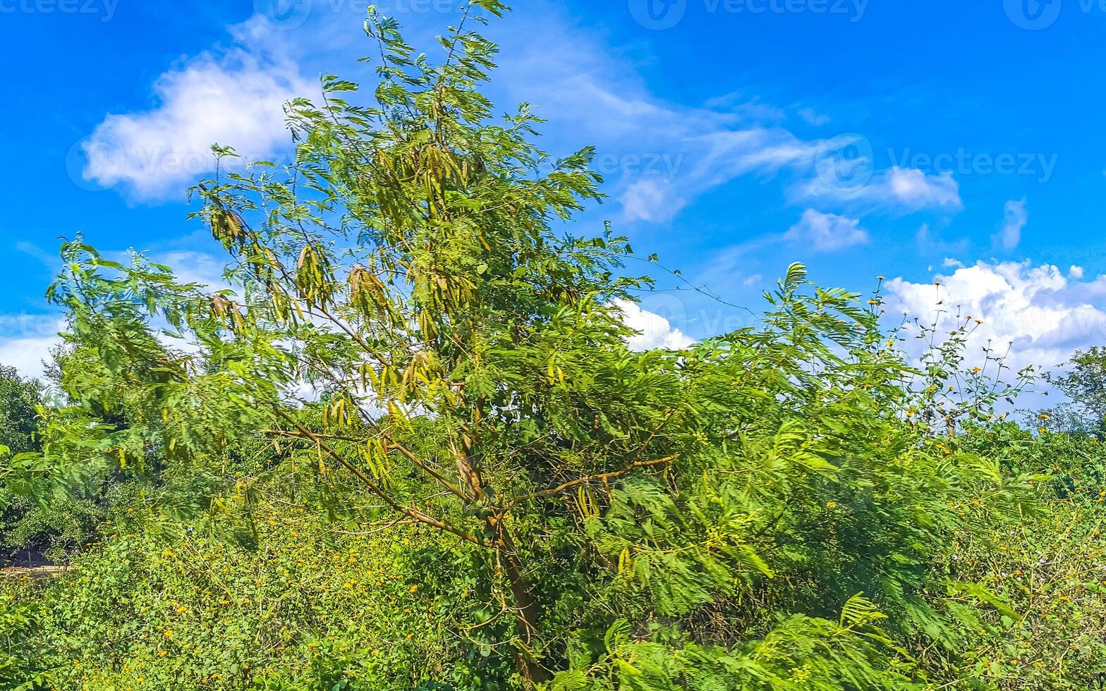 Drive past the tropical jungle mountains and countryside Mazunte Mexico. photo