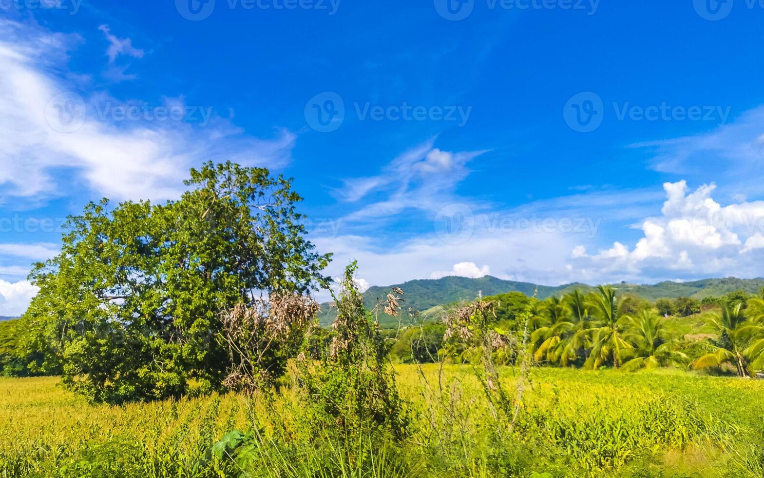 Drive past the tropical jungle mountains and countryside Mazunte Mexico. photo