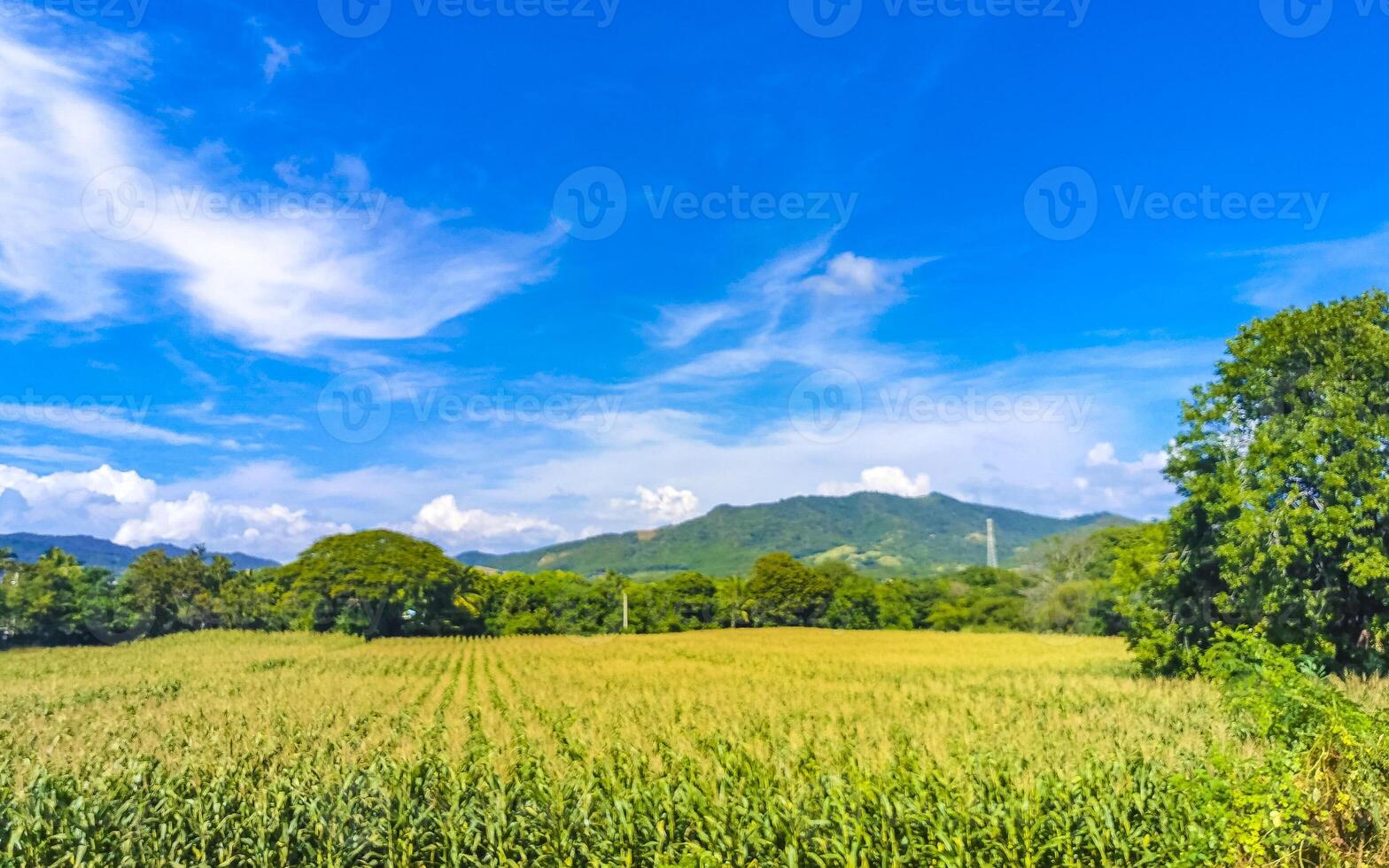 Drive past the tropical jungle mountains and countryside Mazunte Mexico. photo