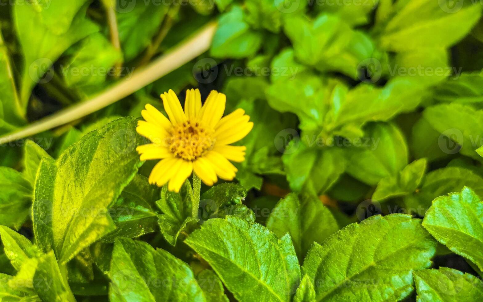 Yellow beautiful tropical flowers and plants in Mexico. photo