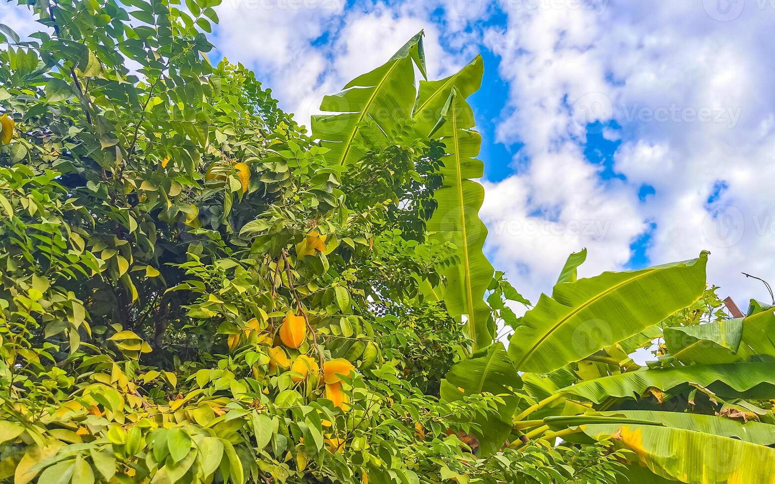Star fruit tree with fruit on it green leaves Mexico. photo