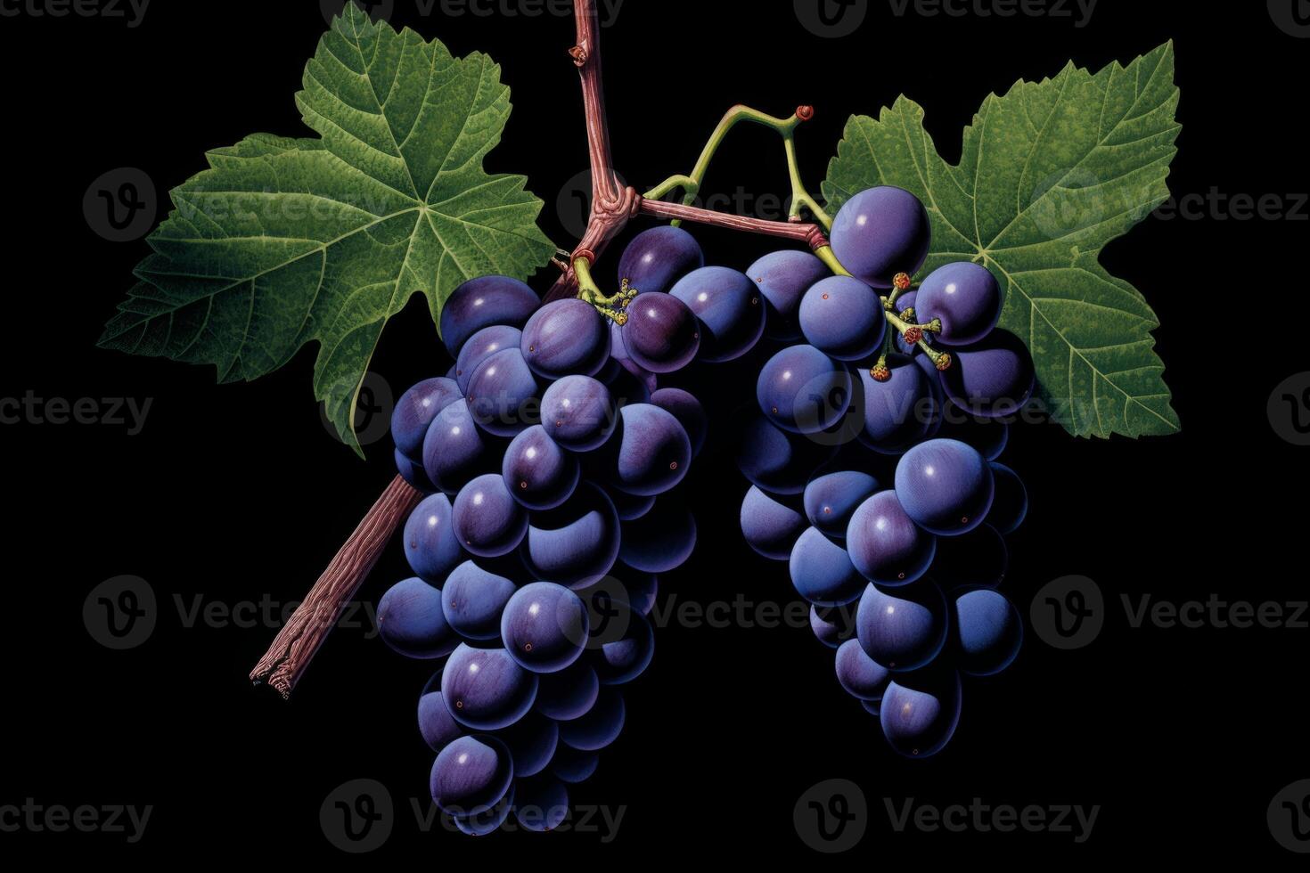 AI generated A cluster of dark purple grapes on a vine. Generative AI photo
