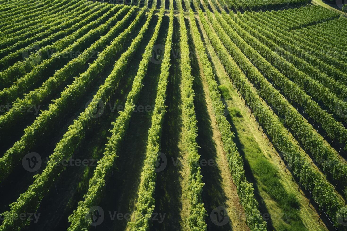 AI generated Aerial shot of a sprawling vineyard captured through drone imagery. Generative AI photo