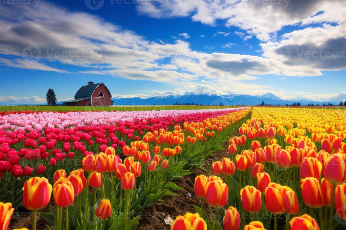 AI generated Vibrant tulip fields creating a stunning display of color in spring. Generative AI photo