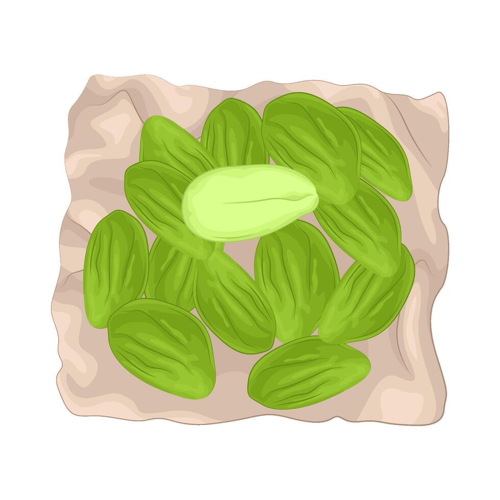 Illustration of vegetable petai vector