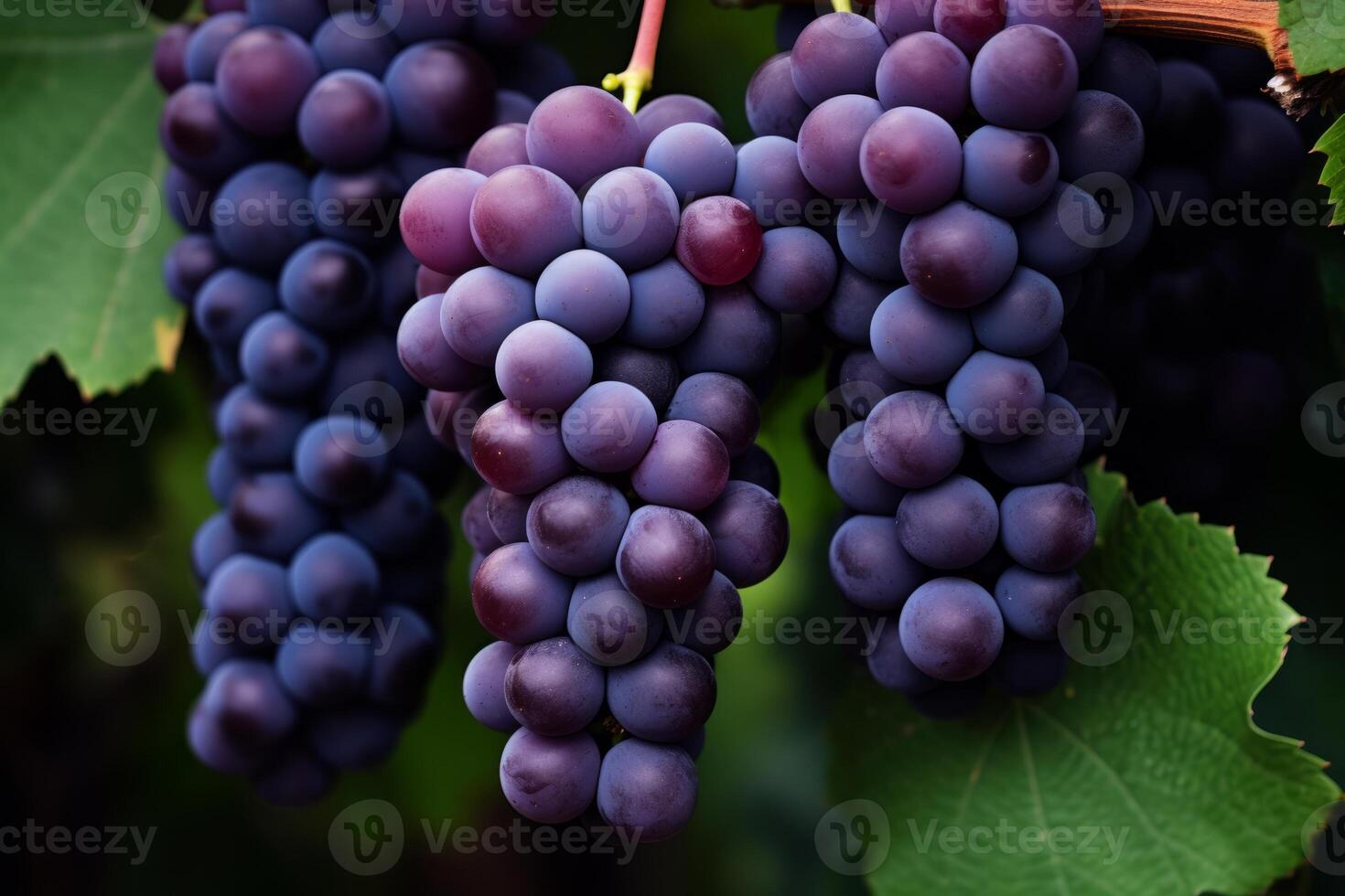 AI generated A cluster of purple grapes on a vine. Generative AI photo