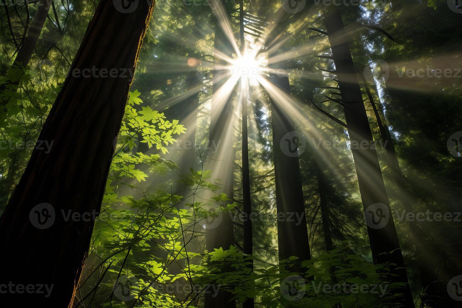 AI generated Sunburst through the dense evergreen canopy. Generative AI photo