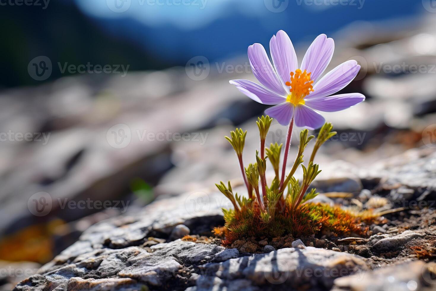 AI generated A close-up of an alpine wildflower in bloom. Generative AI photo