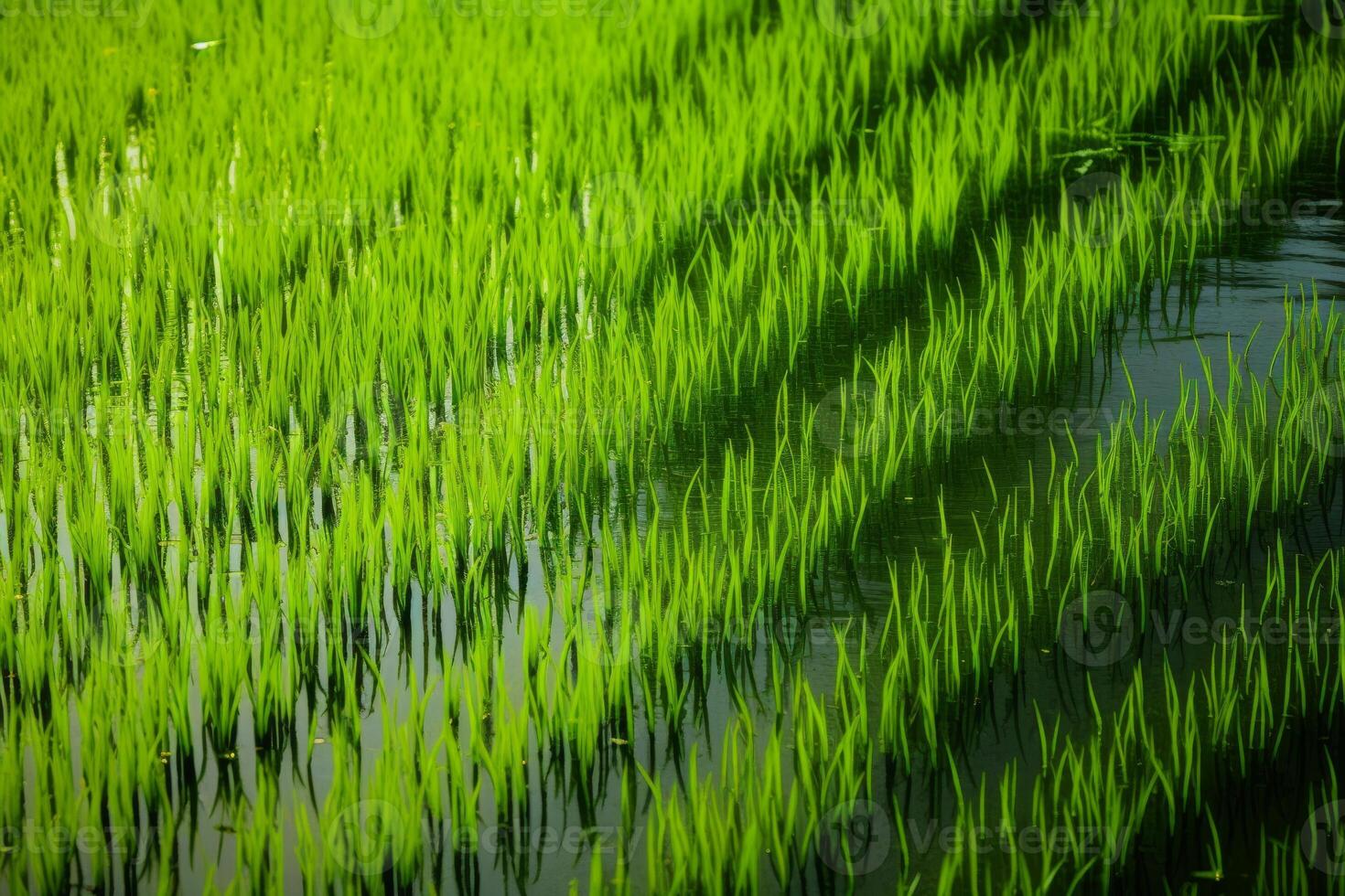 AI generated Vibrant green rice stalks casting reflections in the still waters of a paddy field. Generative AI photo