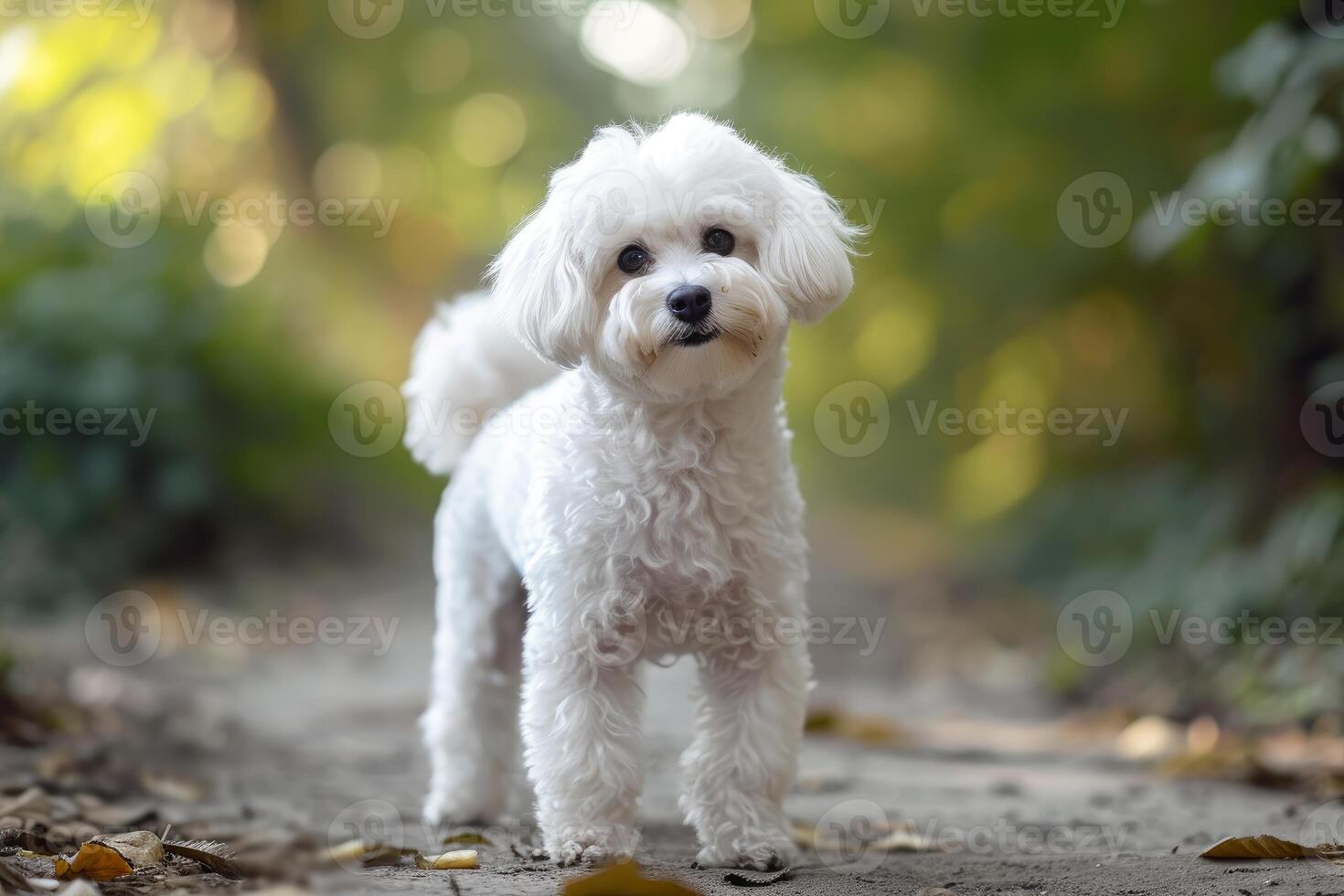 AI generated Friendly Adorable bichon dog. Generate Ai photo