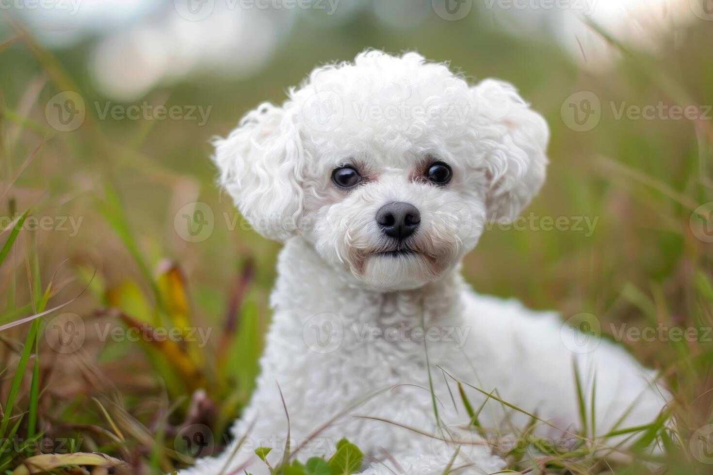 AI generated Sociable Adorable bichon dog. Generate Ai photo