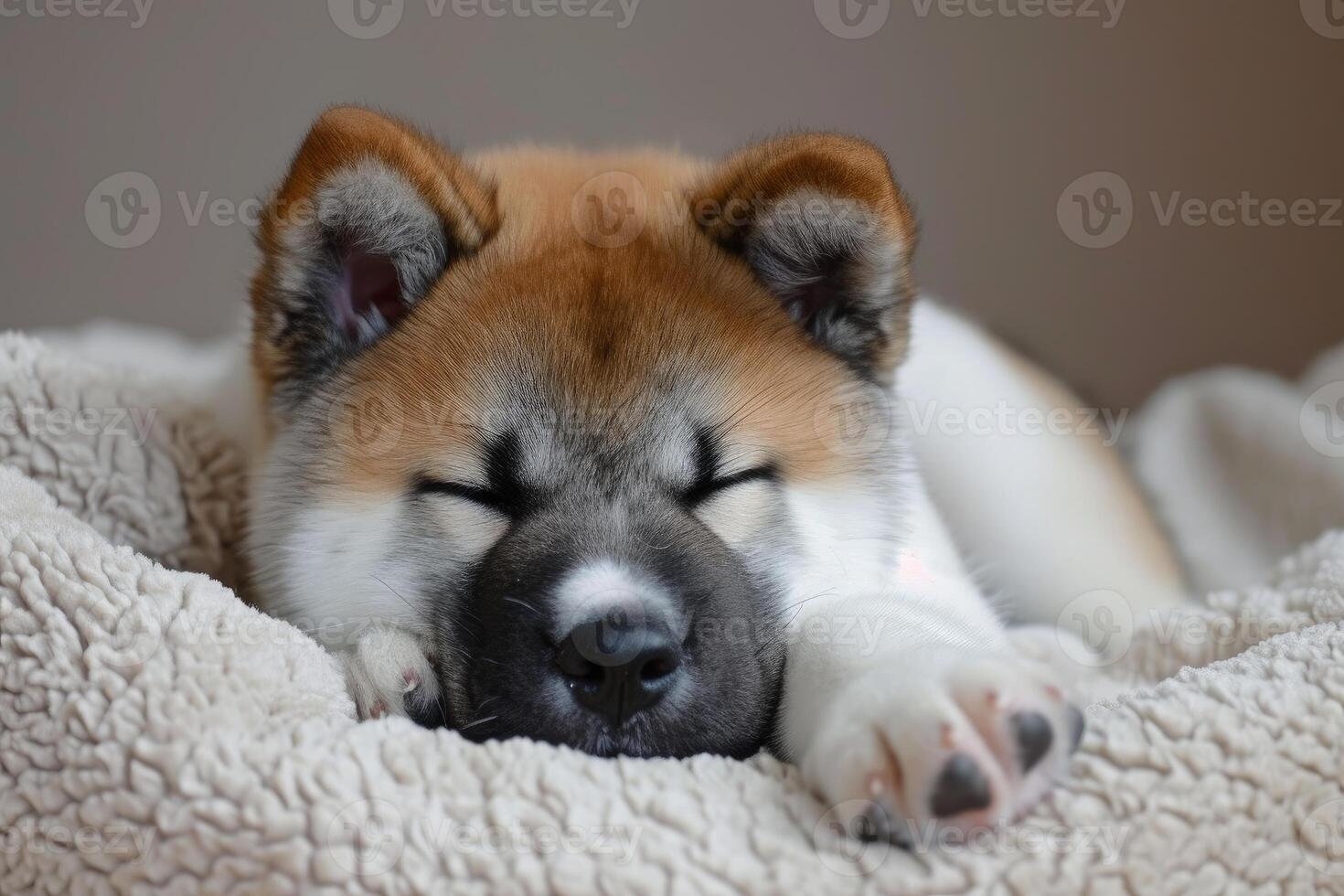 AI generated Affectionate Akita inu puppy. Generate Ai photo
