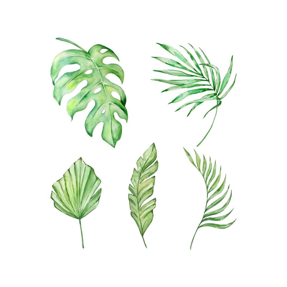Watercolor bright green tropical leaves, for summer designs vector
