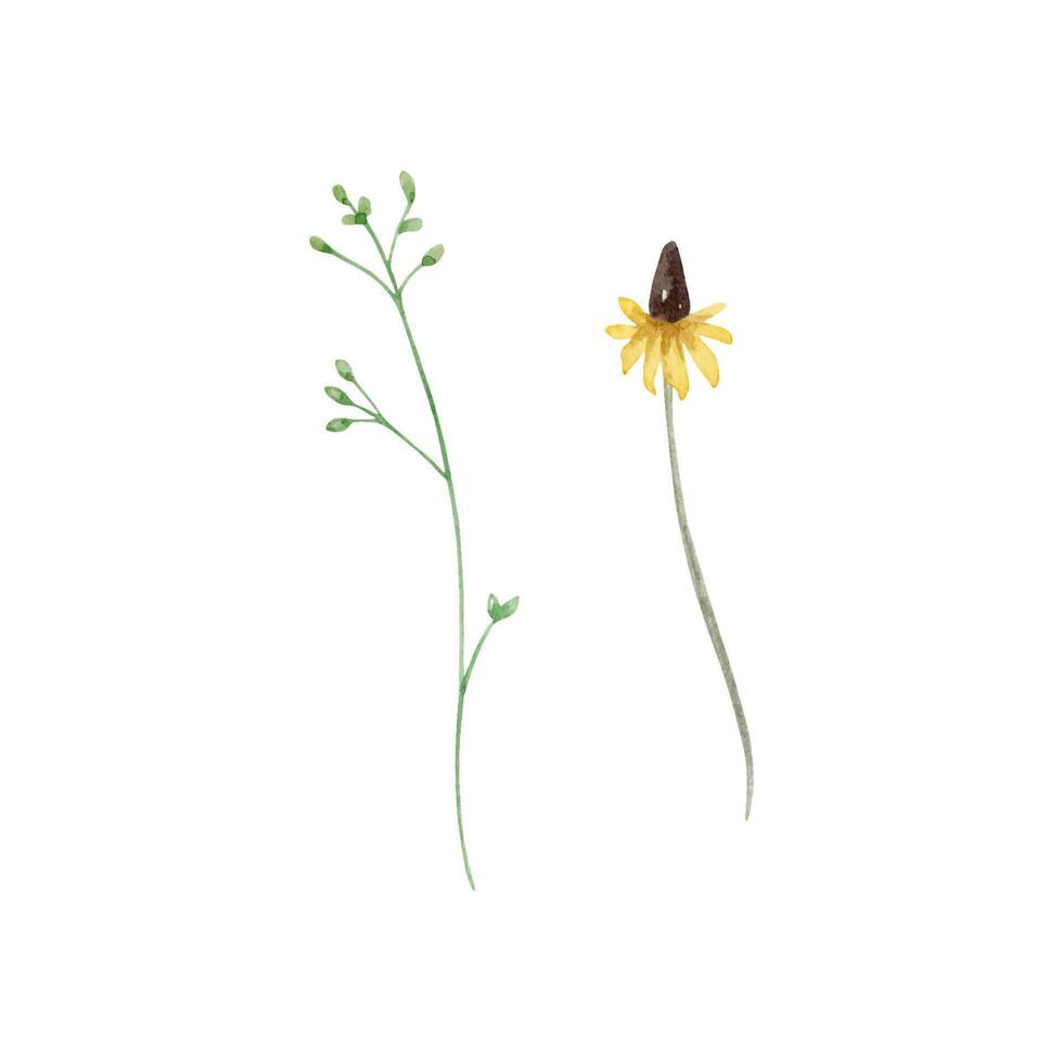 Watercolor wildflowers, delicate botanical illustration vector