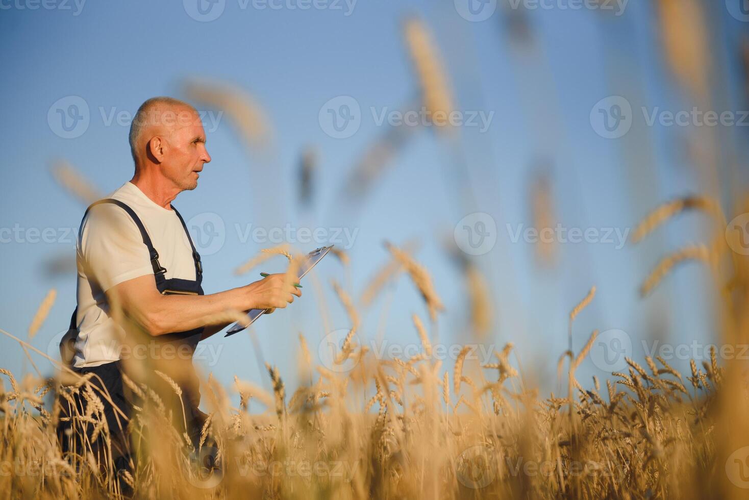 Serious gray haired agronomist or farmer using a tablet while inspecting organic wheat field before the harvest. Side view. photo