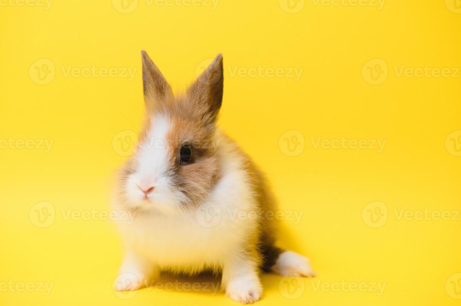 Cute bunny on yellow background. Easter symbol photo