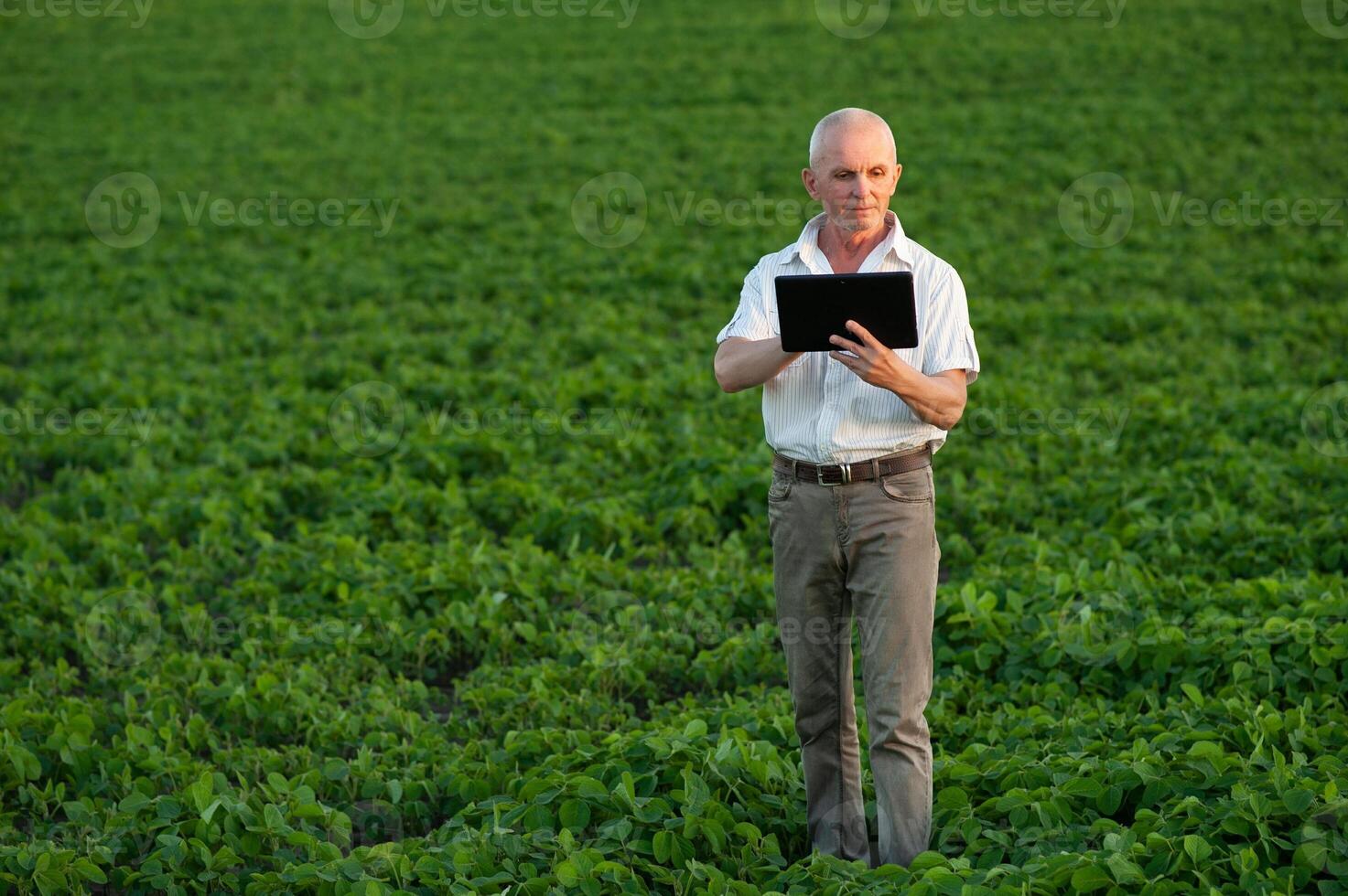 Agronomist inspecting soya bean crops growing in the farm field. Agriculture production concept. young agronomist examines soybean crop on field in summer. Farmer on soybean field photo