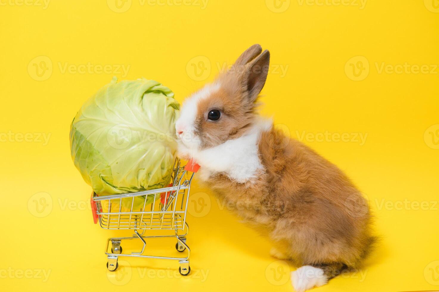 Young adorable bunny stand on collored background. Cute baby rabbit for Easter and online shopping shop for pet and vegetable. photo