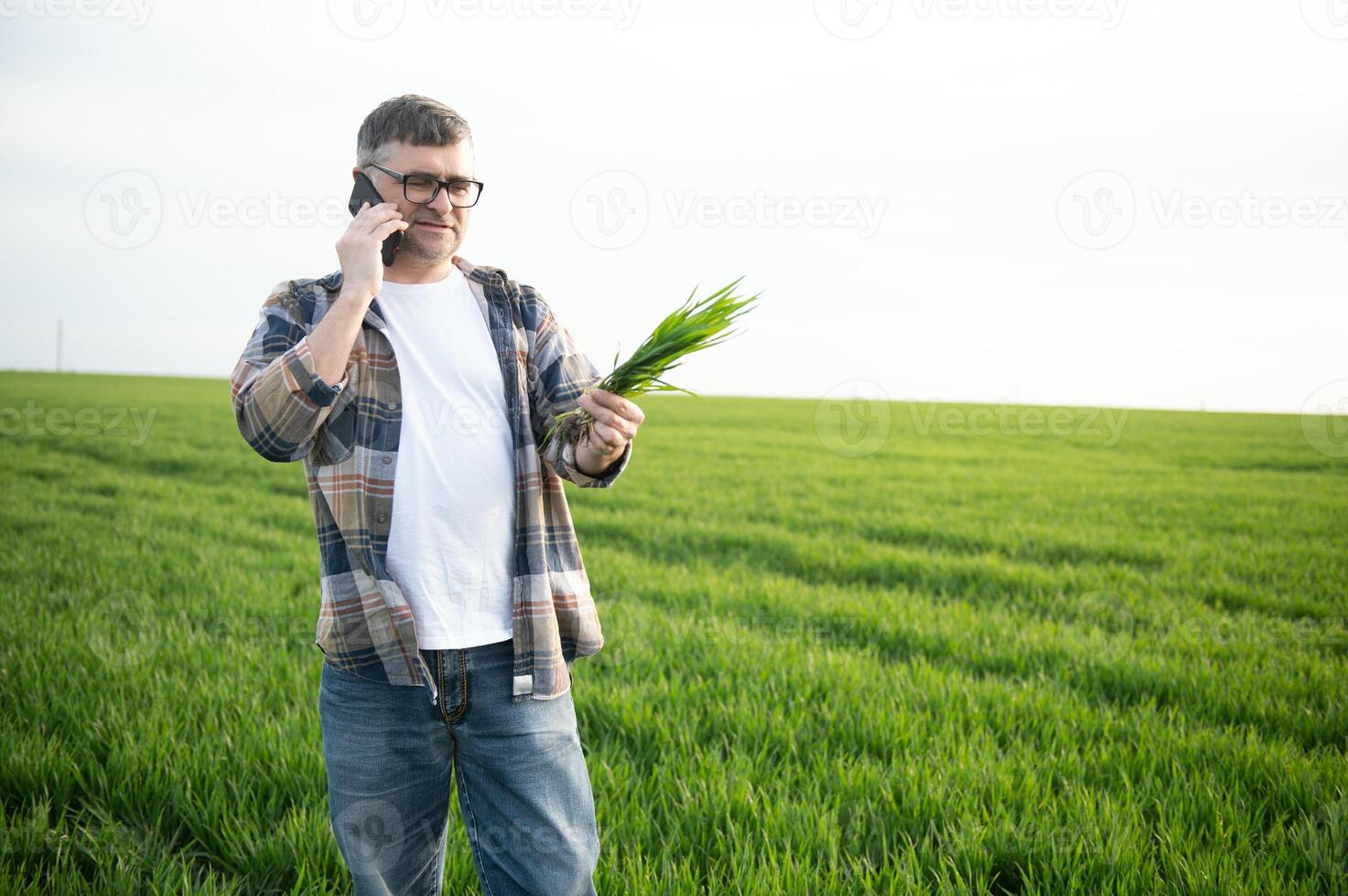 un joven granjero inspecciona el calidad de trigo coles en el campo. el concepto de agricultura. foto