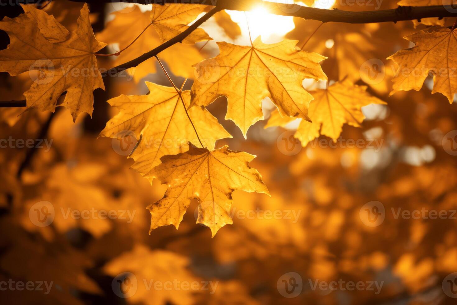 AI generated Sunlight filtering through golden maple leaves. Generative AI photo